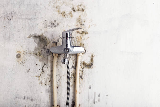 Best White Mold Remediation in Coto De Za, CA