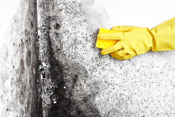Best Basement Mold Remediation in Coto De Za, CA