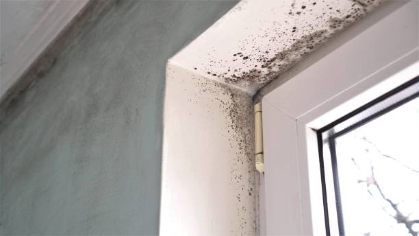 Best Kitchen Mold Remediation in Coto De Za, CA