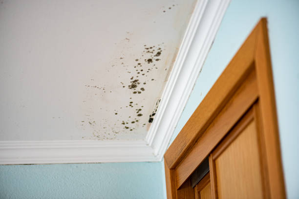 Best Health and Safety Mold Remediation in Coto De Za, CA