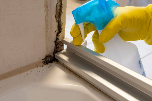 Best Crawl Space Mold Remediation in Coto De Za, CA