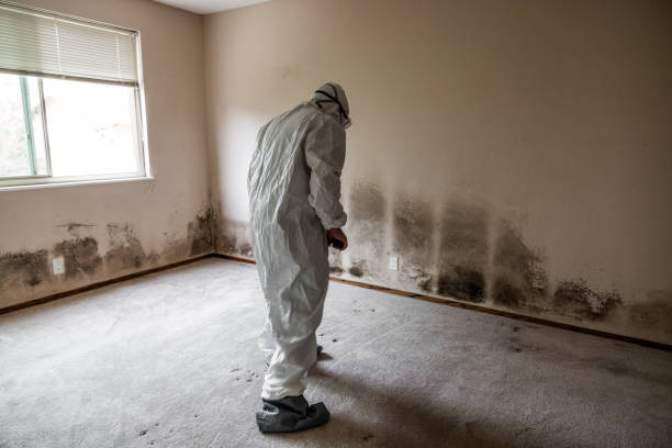 Best Attic Mold Remediation in Coto De Za, CA