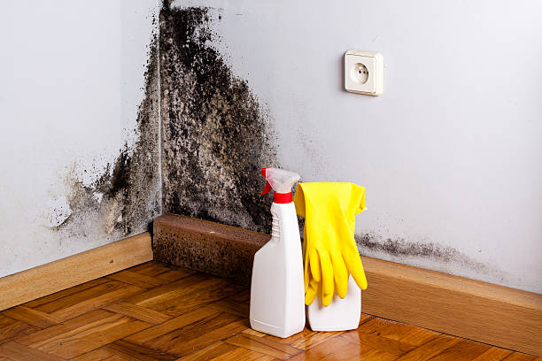 Best Emergency Mold Remediation in Coto De Za, CA