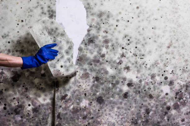 Best Commercial Mold Remediation in Coto De Za, CA