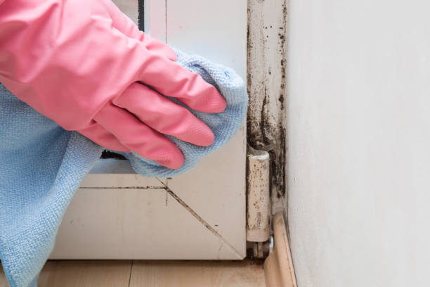 Best Post-Remediation Services in Coto De Za, CA