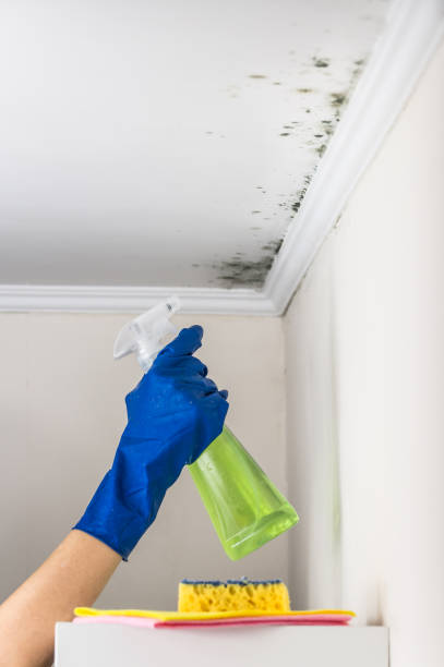 Best Mold Testing and Inspection Services in Coto De Za, CA